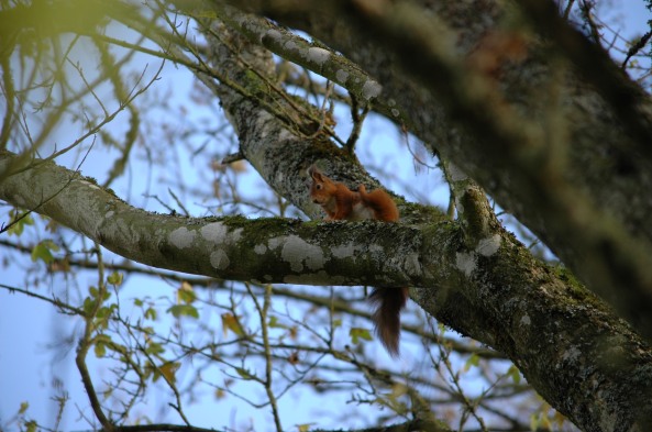 Red Squirrel at Kinnordy