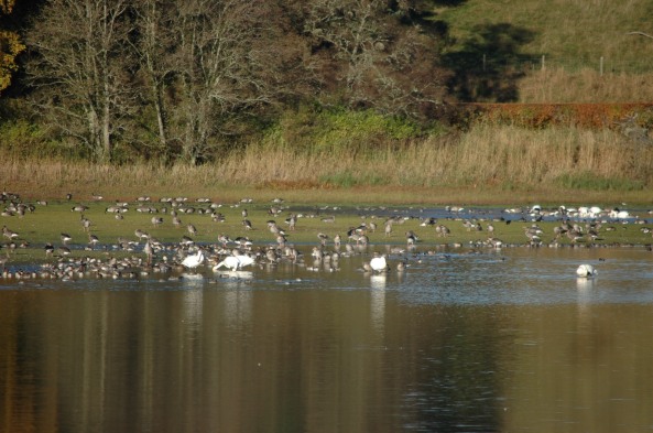 Swans, Geese and Teal