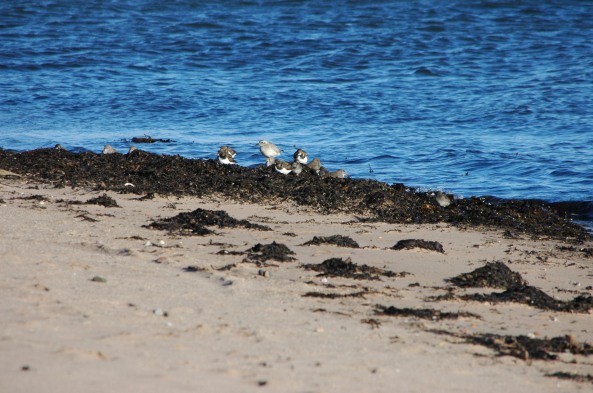 A Selection of Waders; Redshank, Turnstones, Purple Sandpiper and Grey Plover
