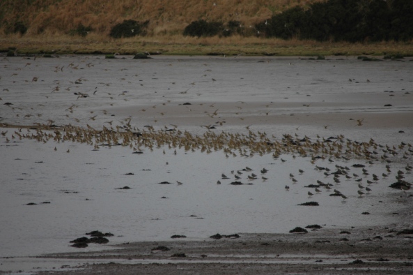 Golden Plovers and Lapwings