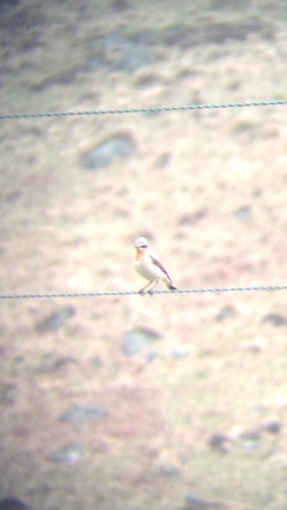 First Wheatear of the Year
